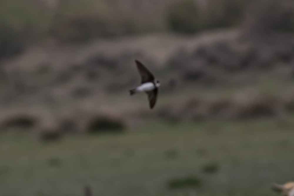Bank Swallow